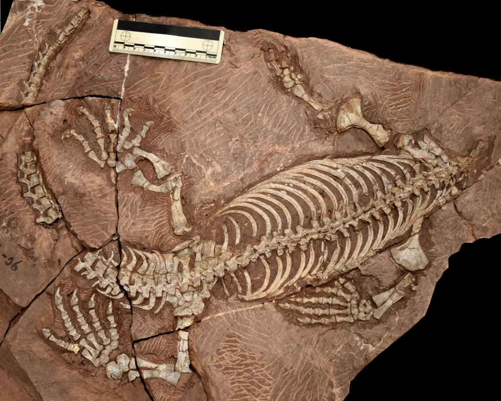 a very well preserved fossil shows the skeleton of an extinct synapsid, you can see its limbs, spine, ribs, and tail